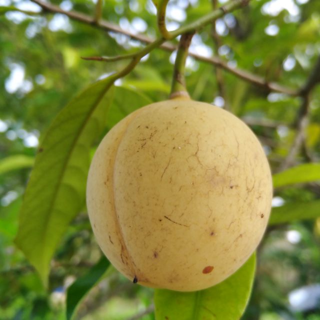 Penang Local Nutmeg Essential Oil 5 ml Shopee Malaysia