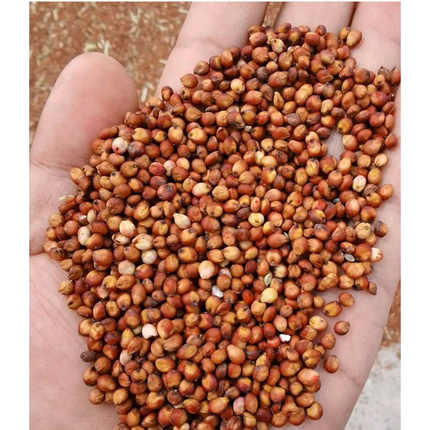 Biji Benih Sorghum Red Sorghum White Sorghum 50 Seeds Sorghum