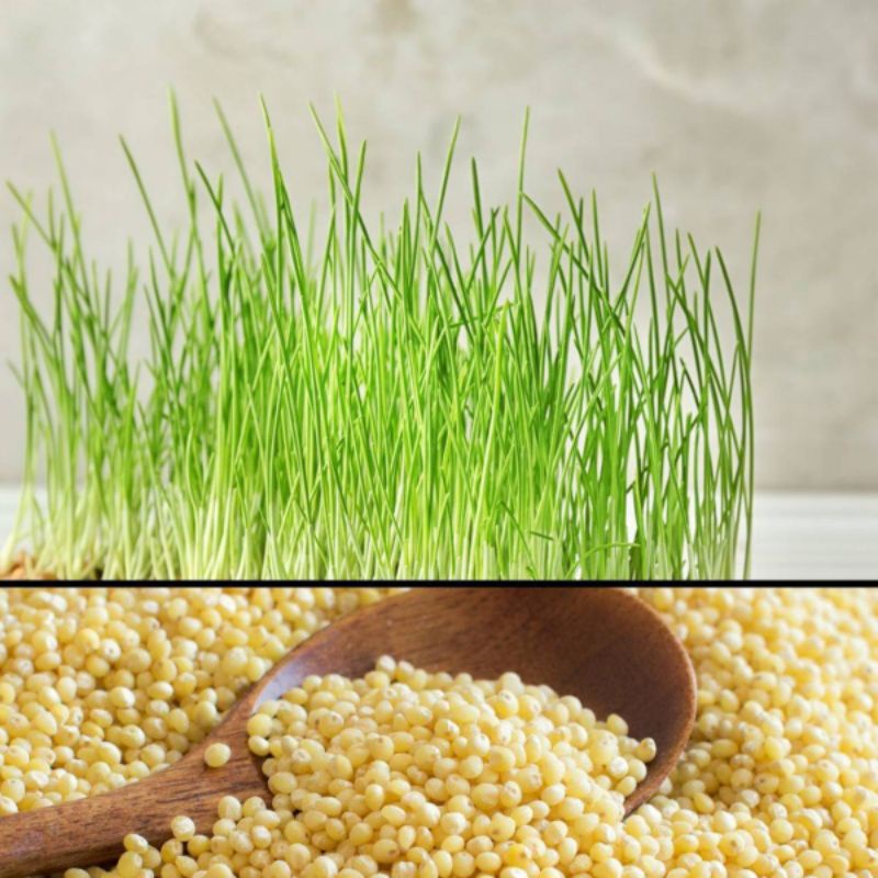 {Microgreen} Millet Seeds Sprouts 300g/500g Shopee Malaysia