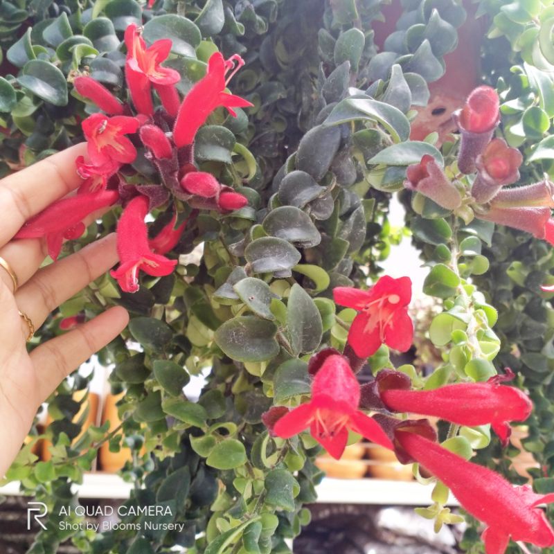 Aeschynanthus Radicans Indian Rope Hoya Curly Lipstick Live Plant
