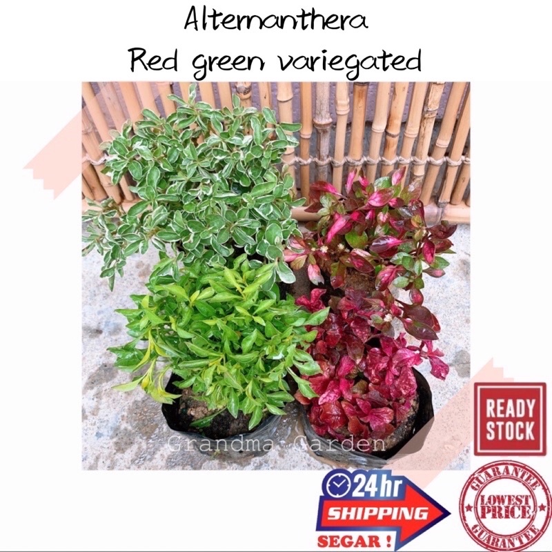 Gg Real Plant Alternanthera Red Krokot Merah Poronychiodes Pokok Hidup Daun Merah Live 8208