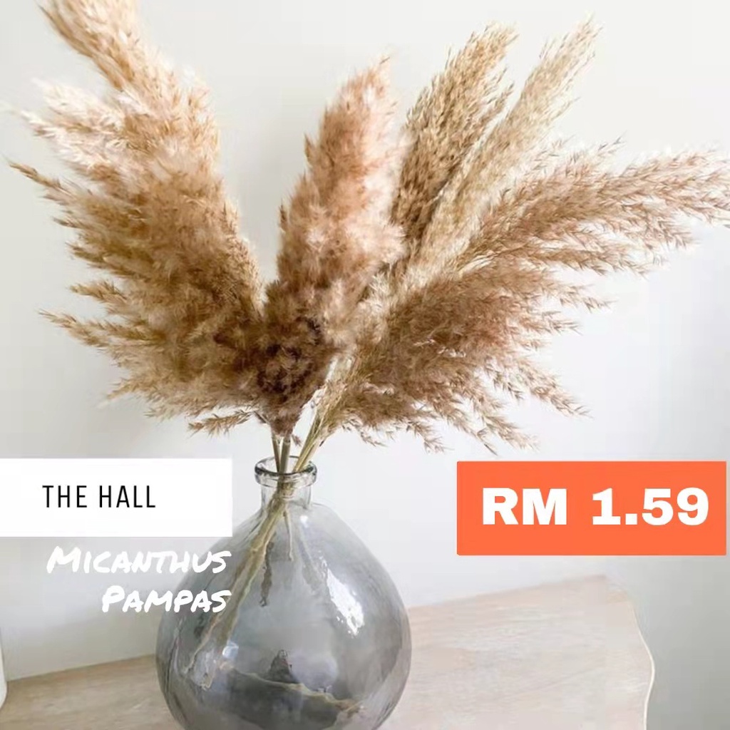 1pc 60CM Fluffy Pampas Grass/ Miscanthus Pampas/Dry Flower/Fluffy ...