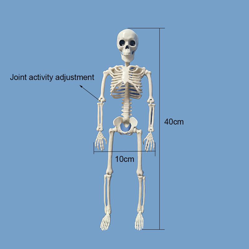 Active Human Skeleton Model Anatomy Medicine Learning Model Halloween ...
