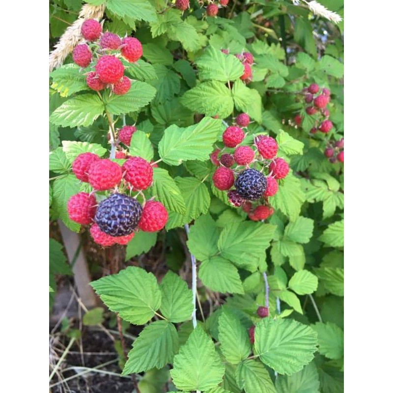 KOREAN BLACK RASPBERRY (anak pokok) | Shopee Malaysia