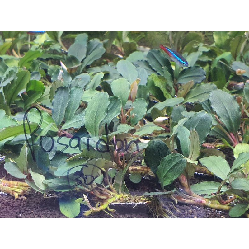 Bucephalandra (Farmed in Green House) | Shopee Malaysia