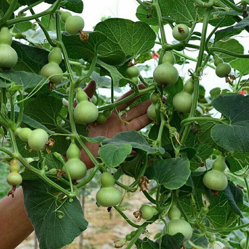 Small Gourd Garden Fruits Seeds 5pcs / Labu Kecil 小葫芦种子 | Shopee Malaysia