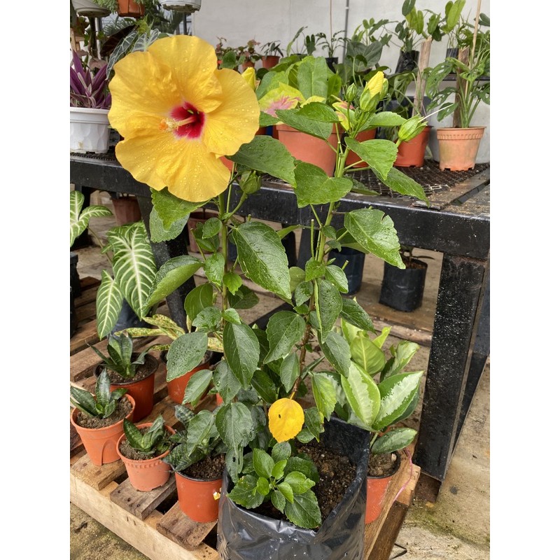 Hibiscus Bunga Raya Kuning | Shopee Malaysia