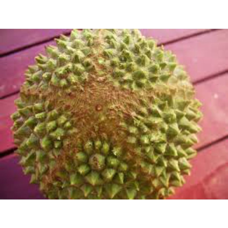 Anak Pokok Durian Musang King D197 | Shopee Malaysia