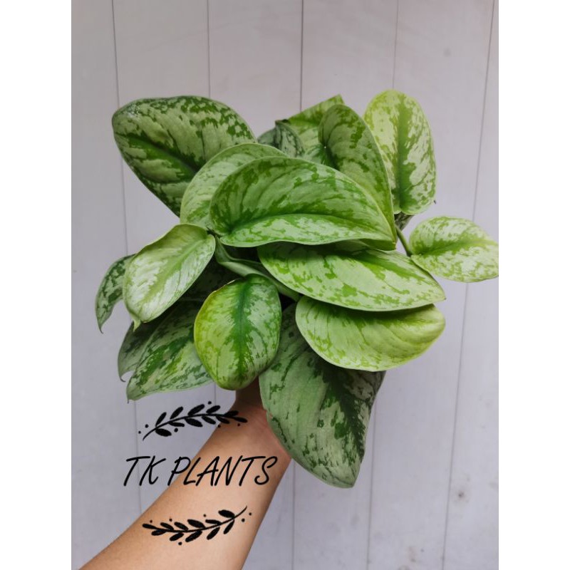 TKP, Scindapsus Pitus Argyraeus ,Satin Pothos ,Silver Pothos, Silver ...