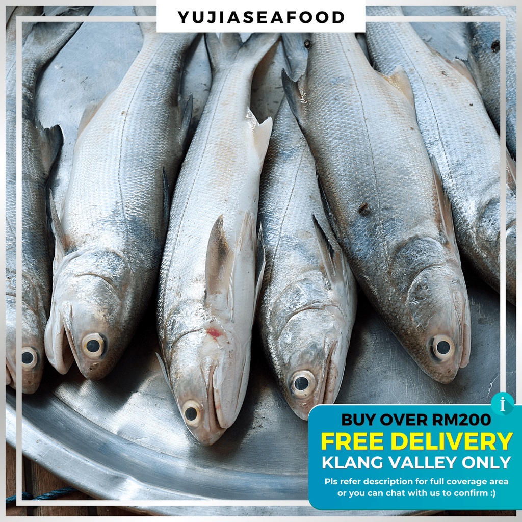 [KL&SGR SAHAJA] Frozen Ikan Senangin / Threadfin / 马友鱼 | Shopee Malaysia