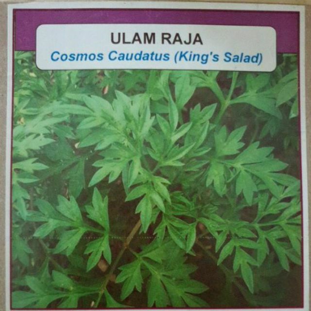 BENIH ULAM RAJA (60 BIJI) | Shopee Malaysia