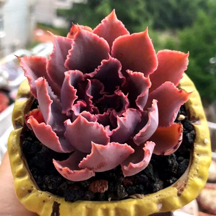 ☘️【natural Plants】creative Succulent Plant Combination Potted Multi