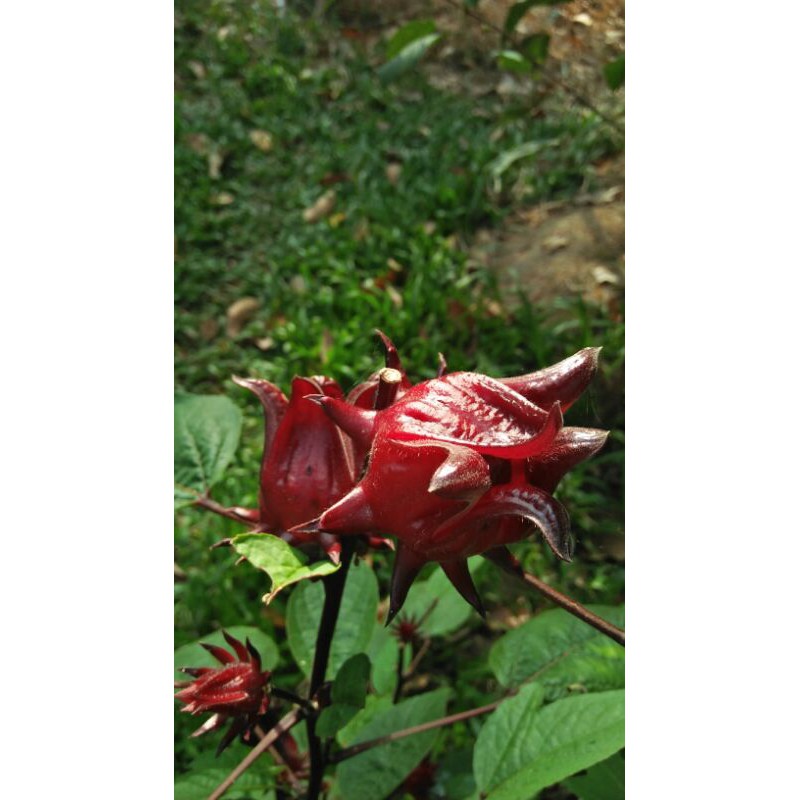 BUAH ROSELLE MERAH 500G | Shopee Malaysia