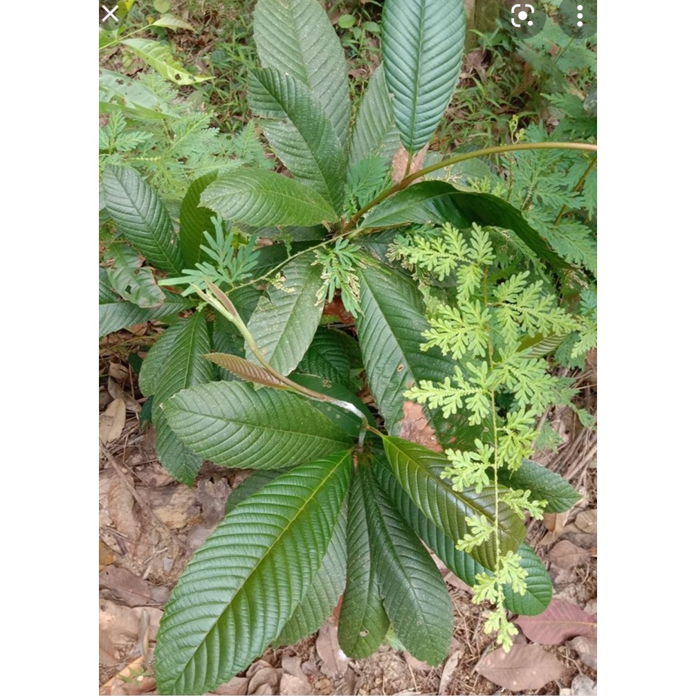 40Helai Daun Mempelas untuk Batu Karang | Shopee Malaysia