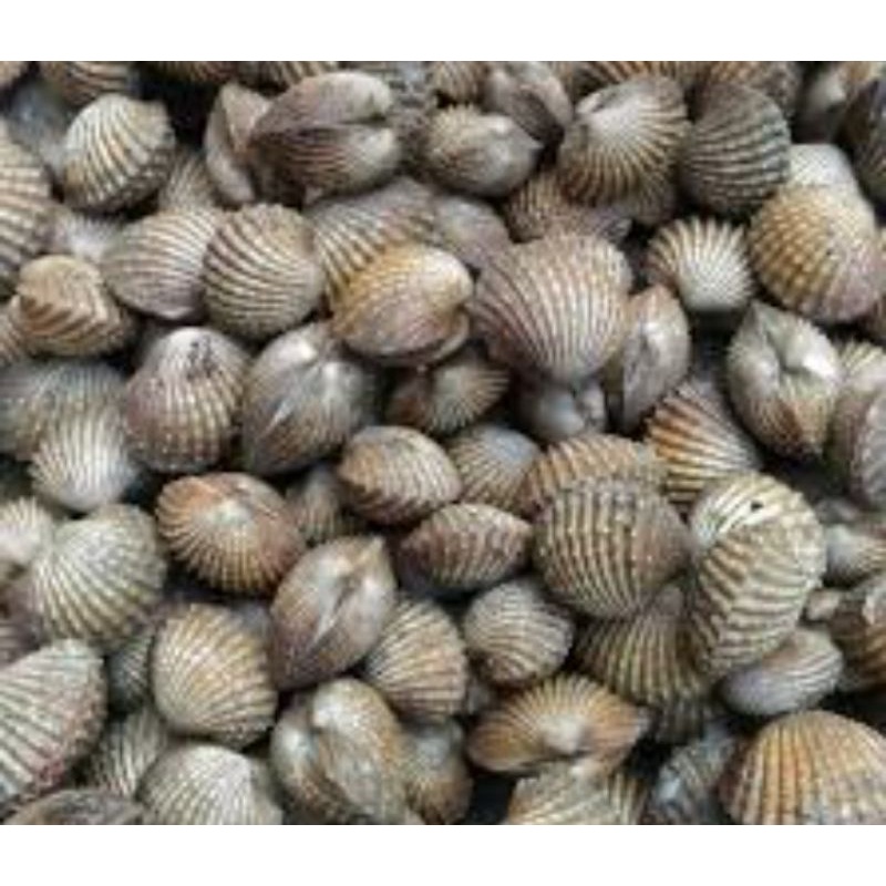 Frozen Kerang Batu 1kg Shopee Malaysia