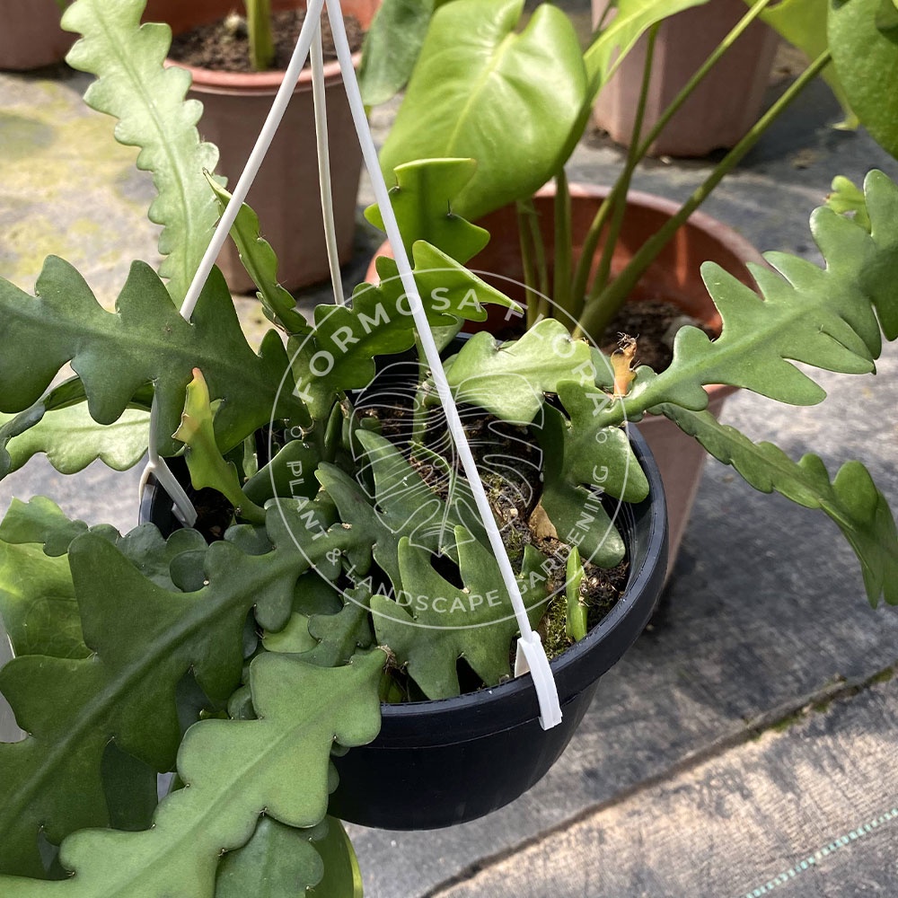 Formosa Fishbone Zig Zag Cactus plants indoor plant real plant 鱼骨令箭