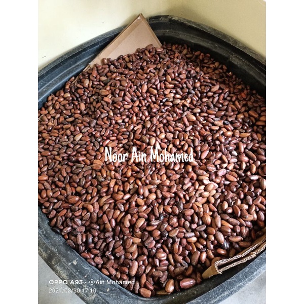 ASAM RONG BUAH PERAH | Shopee Malaysia
