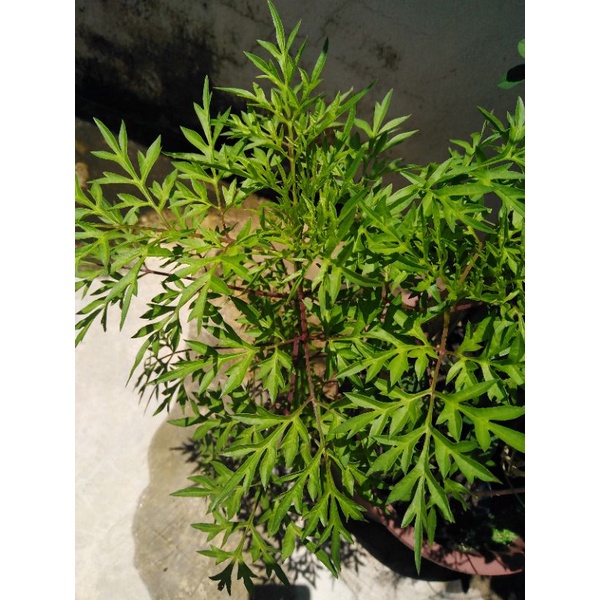 20 biji benih ulam raja | Shopee Malaysia