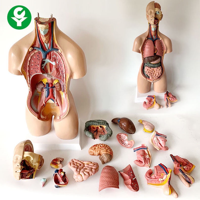 Human Body Model Anatomy Heart Model Brain Human Body Structure Model ...