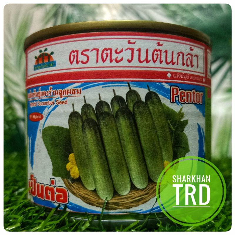 tin-50g-pentor-advance-seeds-biji-benih-timun-batang-panjang-f1-hybrid