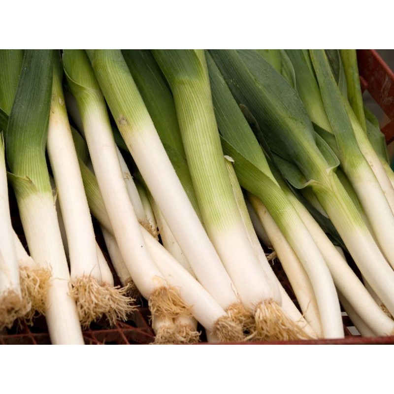 LEEKS/DAUN BAWANG (+/-500g) | Shopee Malaysia