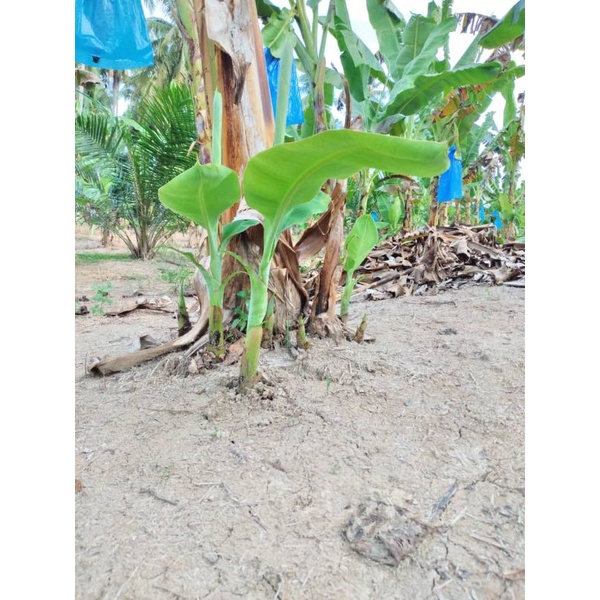 anak benih pisang tanduk,berangan,awak,abu,nangka,emas,rastali,kari ...