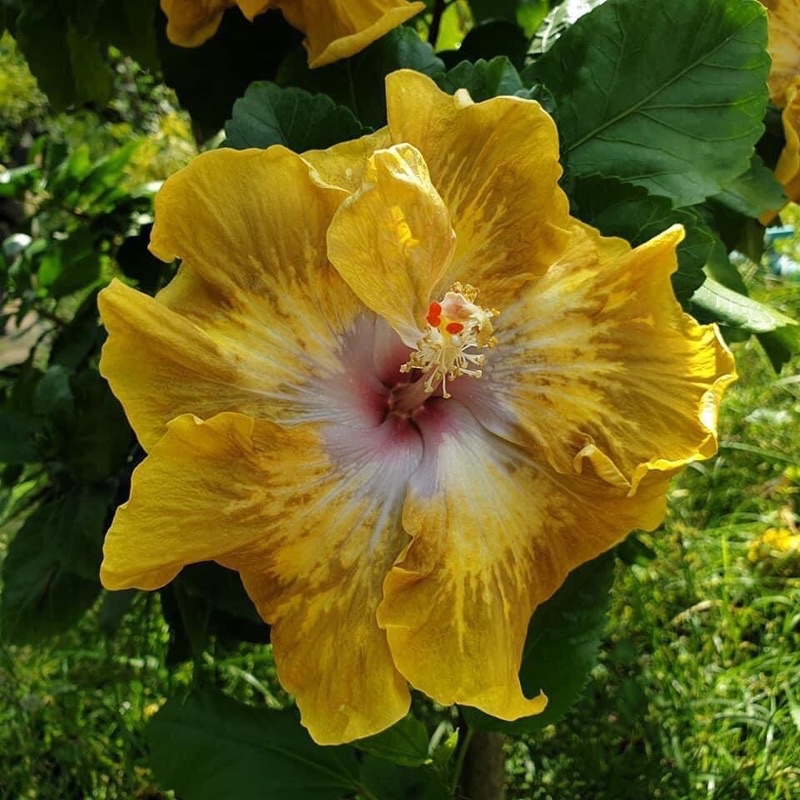 Hibiscus Banana Shake Pokok Bunga raya banana shake real Plant ...