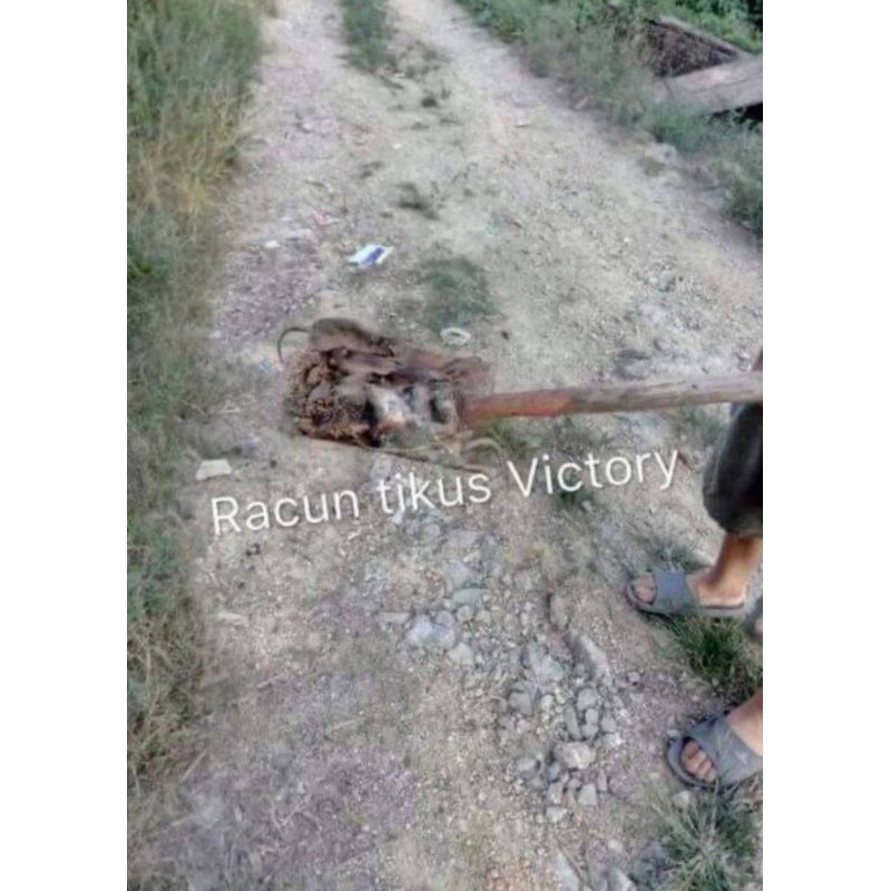 CHEAPEST RTV VICTORY RACUN UBAT TIKUS TERBAIK PALING BERKESAN RAT ...