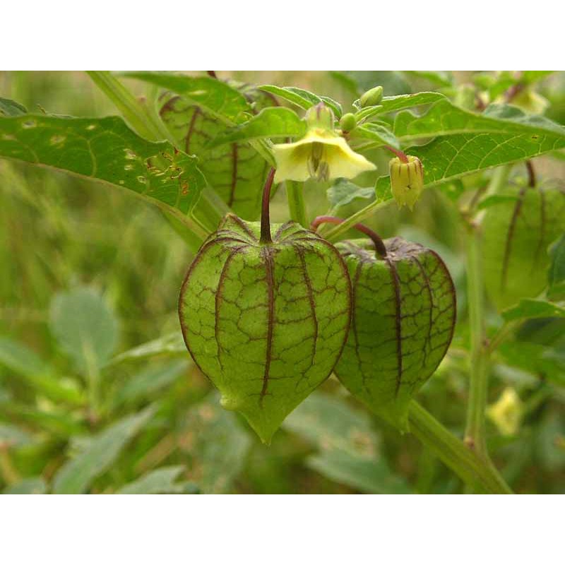 Anak pokok / pokok letup ciplukan fresh dari kebun saya | Shopee Malaysia