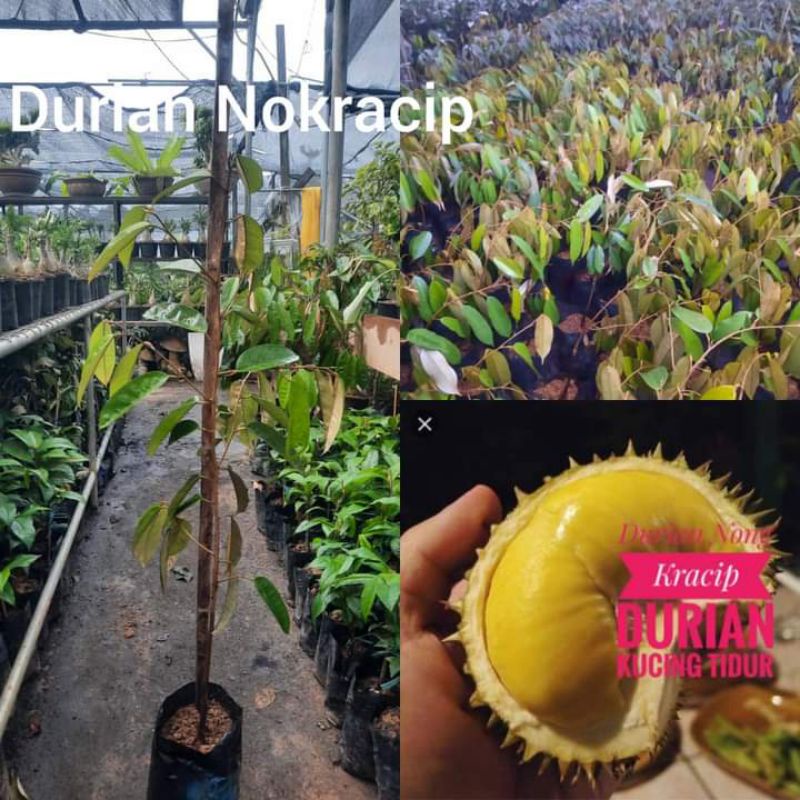 anak-pokok-durian-nok-kracip-durian-kucing-tidur-shopee-malaysia