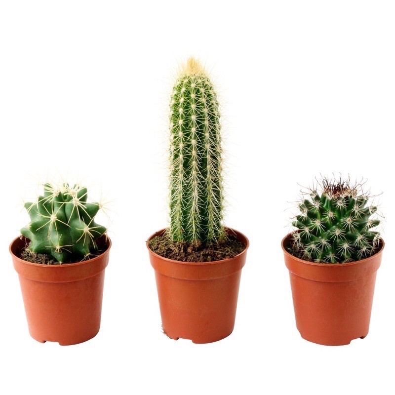 serax kaktus Gufram Another White Cactus Coat Stand | Sculpture