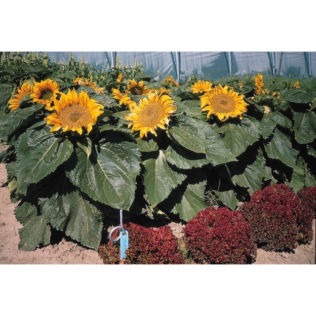 Sunflower dwarf incredible 5 seeds | Shopee Malaysia