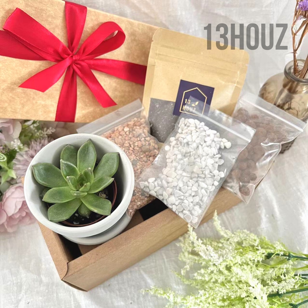 【Ready Stock】 DIY Real Cactus Gift Set, Birthday Gift, Cactus Flower ...