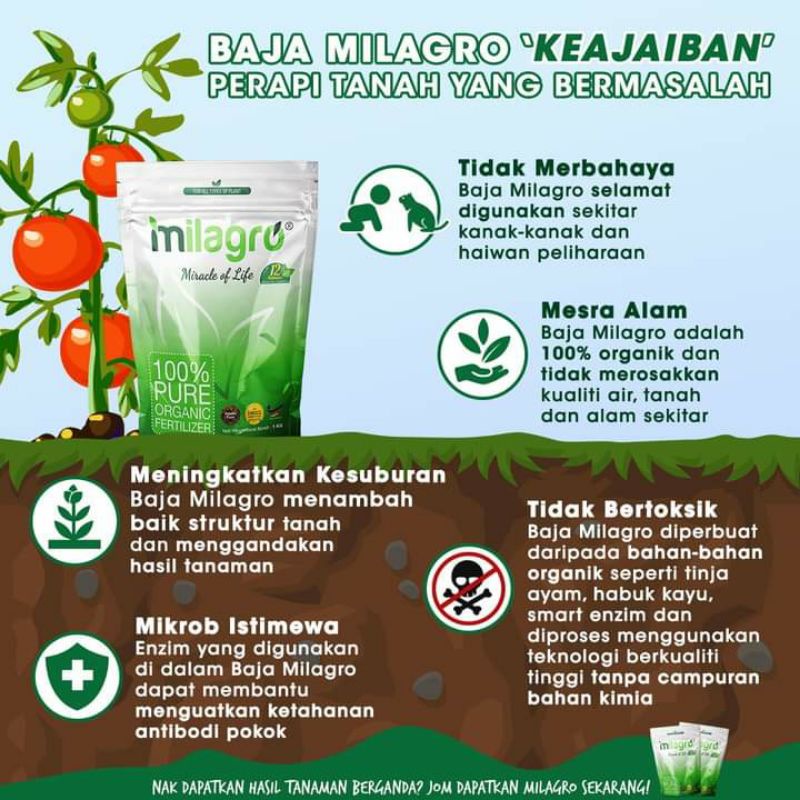 Pokok Bidara Epal Thai Hybrid Cepat Berbuah Shopee Malaysia