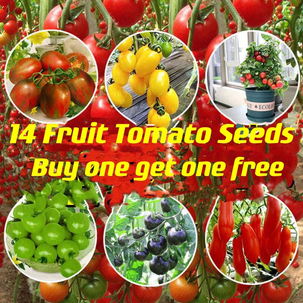 【Fresh seed】 Cherry tomatoes new colorful waterfall tomato seeds spring ...