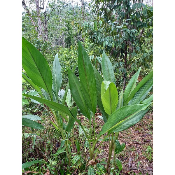 Ulam Rizom Temu Mangga@Pauh/ Curcuma Amada(anak pokok dalam polibeg ...