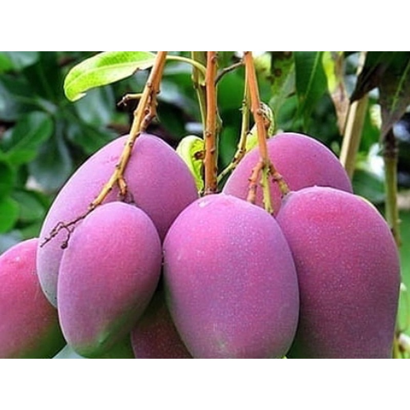 pokok mangga irwin Variety kulit merah size besar berat 1.5kg ke atas ...