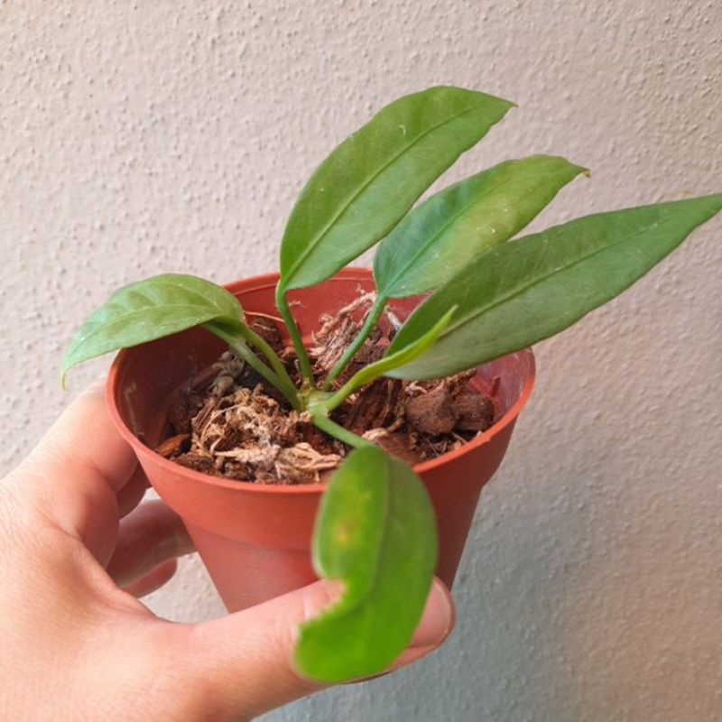 Anthurium Vittarifolium - Strap Leaf Plant (Juvenile Form) 3" pot | Shopee  Malaysia