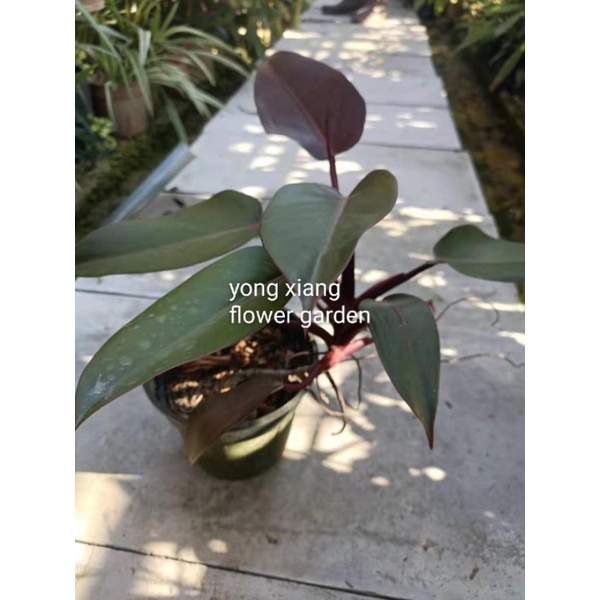 philodendron burgundy princess | Shopee Malaysia