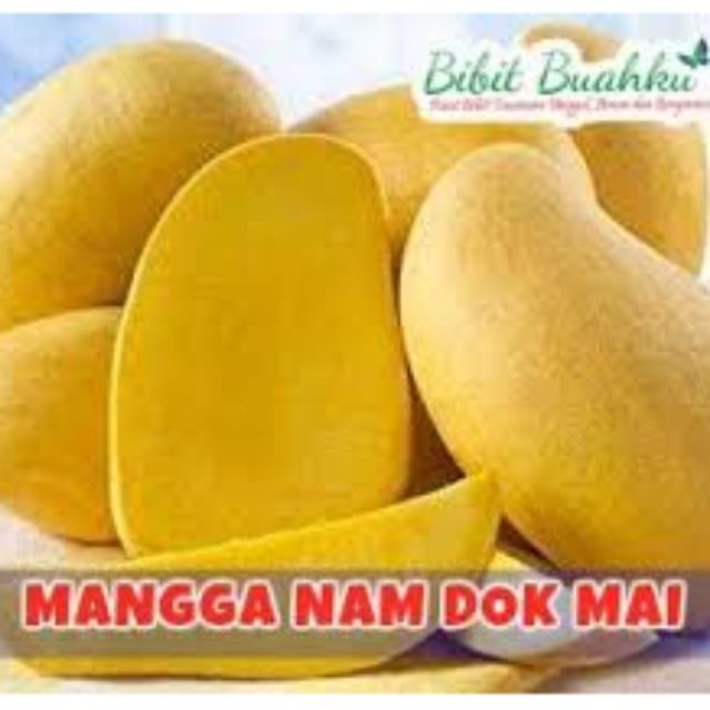 Mangga NamDokMai Golden(pokok2-3kaki) | Shopee Malaysia
