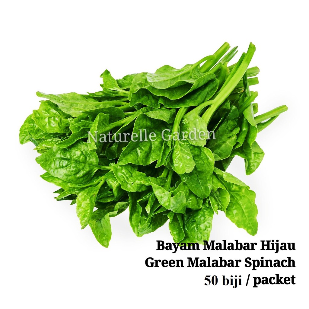 Benih Sayur Bayam Malabar Hijau Green Malabar Spinach Seed Benih Sayur