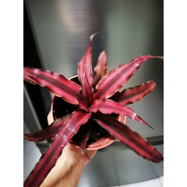 Succulent - Cryptanthus Bromeliad Ruby Star 姬凤梨 | Shopee Malaysia
