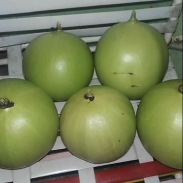 Buah labu kayu...1001 KHASIAT LABU KAYU.....BERMINAT TRUS PM/WS ...