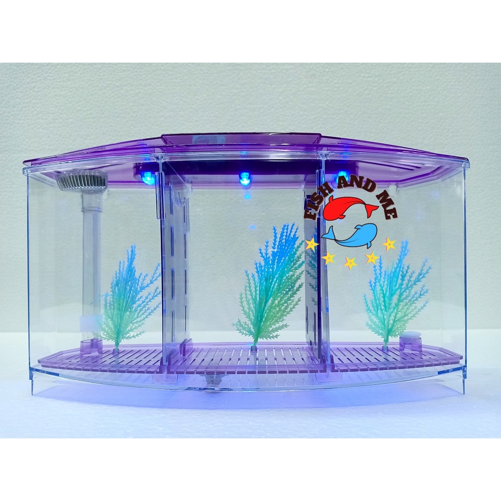 Triple 2024 betta tank