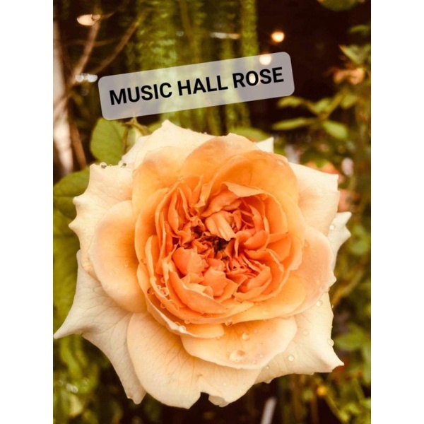 ROSE ID SUPER SPECIAL | Shopee Malaysia