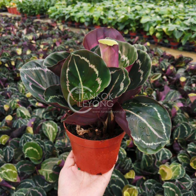 TKL - Calathea Eclipse/Dottie/Dottie Hybrids 玉丽/红美丽/红韵竹芋 | Shopee Malaysia