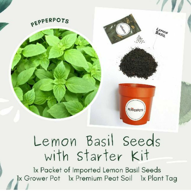 Starter Kit Lemon Basil Seeds 30 Seeds Starter Kit Shopee