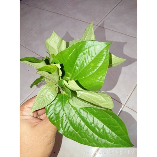 Daun Kaduk Pucuk Daun Kaduk Daun Kadok Miang Kham Shopee Malaysia