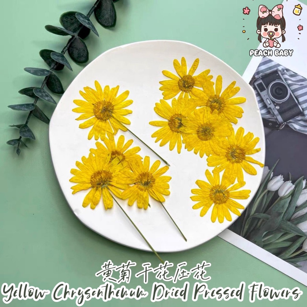 12pcs Yellow Chrysanthemum Dried Pressed Flower Real Flower Expoxy Resin AB  Glue DIY Casing Handcraft Resin Material 黄菊