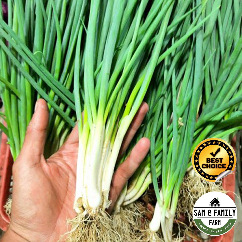 Biji Benih Daun Bawang / Spring Onions (50 Seeds) | Shopee Malaysia